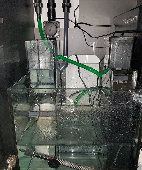 Mantenimiento de filtros de acuario Y Control de plagas en su acuario